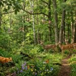 Animals That Live in the Forest