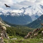 Animals That Live in the Mountains