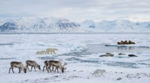 Animals That Live in the Arctic