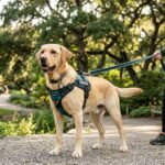 Best Dog Harness for Pulling: A Complete Guide76
