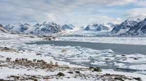 Animals That Live in the Arctic
