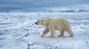 Animals That Live in the Arctic