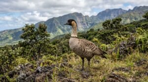 Animals That Start in