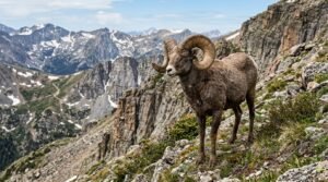 Animals That Live in the Mountains
