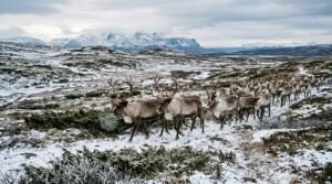 Animals That Live in the Arctic