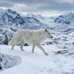 Animals That Live in the Arctic