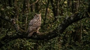 Animals That Live in the Forest