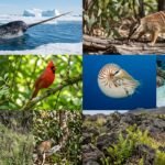 Animals That Start in