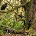 Black Animals Found in the Savannah, GA Area